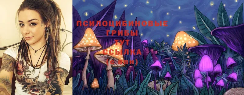 Псилоцибиновые грибы мицелий Чишмы